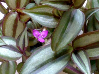 Voděnka Tradescantia zebrina „Superba“ - zakořeněné řízky - 4