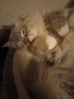 Ragdoll kocourek, půl roku. - 4