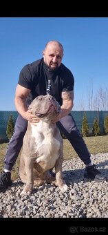 American bully xl - 4