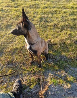 Belgicky ovčiak Malinois - 4