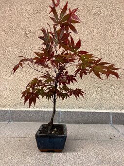 Bonsai, Bonsaj, japonský javor, skalky - 4