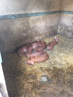 Selata Duroc - 4