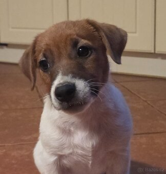 Jack russel terier s PP - 4