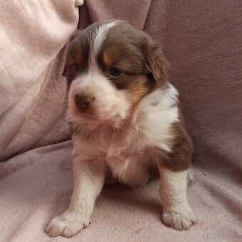 Australský ovčák štěňátka s PP - 4