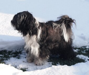 Tibetský teriér s PP - 4