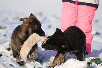 Německý ovčák s PP - štěňata k odběru - 4
