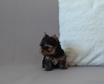 Jorkšírský terier s PP - 4