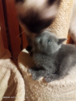 Britská koťátka - 4