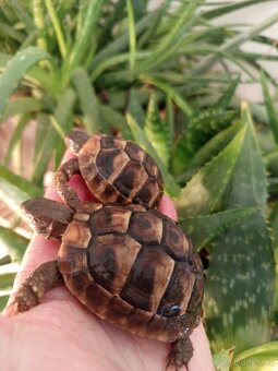 Želva zelenavá, mláďata kupní smlouva+Cites - 4