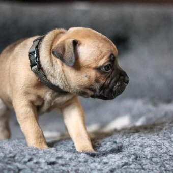 Stafordšírský bulteriér s PP - 4