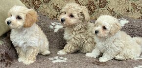 Maltipoo f1 - 4