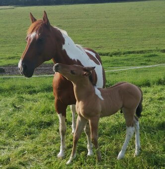 Americký paint horse 🐎 roční hřebeček - 4