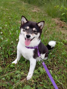 Shiba inu, štěňátko, fenečka. - 4
