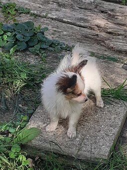 Papillon - 4