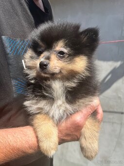 Pomeranian - 4