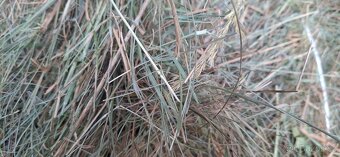 Seno - malé balíky - 4