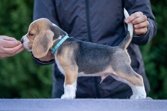 Prodám štěňata bígla s PP - 4