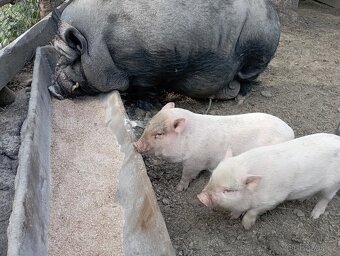 Gottingenské miniprase, miniprasátko - 4