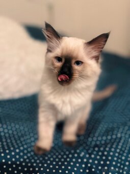 PRODEJ KOT’AT RAGDOLL 🎄💫 - 4