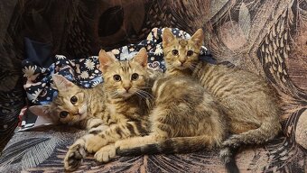 Daruji 2 koťátka (2 holky) - 4