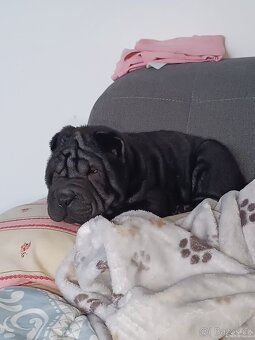 Šarpej 3 měsíce. - 4