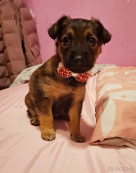 Stěně Jezevčík - 4