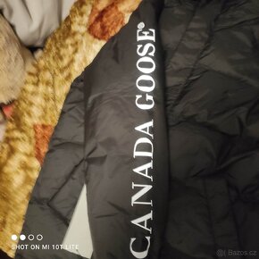 Canada goose - 4