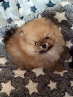Pomeranian - 4