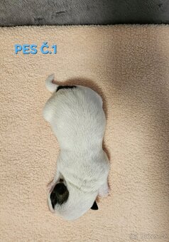 JACK RUSSELL - K REZERVACI - 4