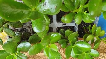 Tlustice vejčitá (Crassula ovata) - 4