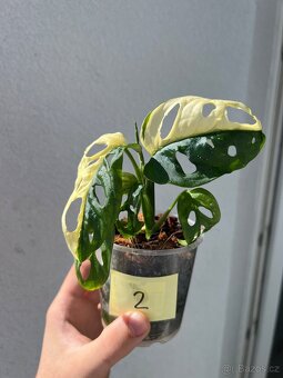 Monstera Adansonii Albo/Variegata a Mint - 4