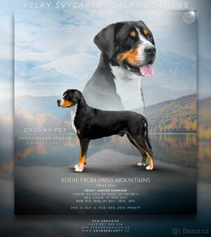 Velký švýcarský salašnický pes s PP - 4