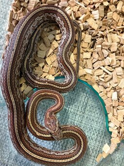 🐍 HAD - užovka - samec - 4