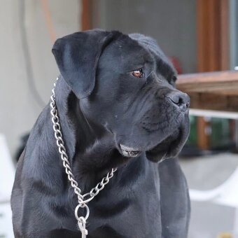 Fenka Cane Corso s PP - 4