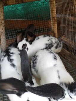 Český strakáč - 4