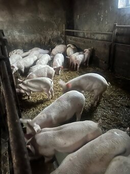 Prodám selata Duroc - 4