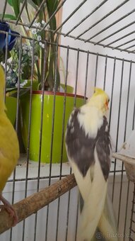 RUČNĚ DOKRMENÁ KORELA - 4