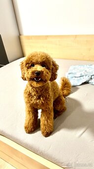 Krytí - Trpasličí Pudl Apricot, 2 roky, 5kg - 4