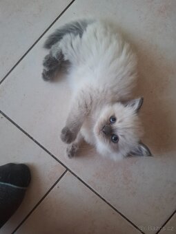 Ragdoll koťátka bez PP - 4