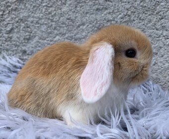 ❤️❤️Minilop Kralicek Beránek mimi k rezervaci - 4
