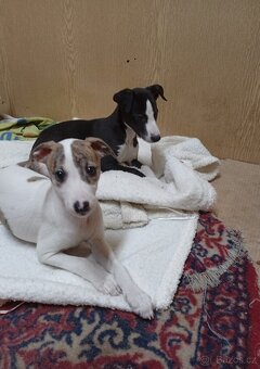 Whippet-Vipet - 4