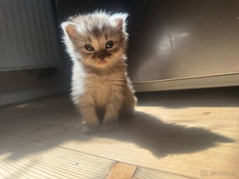 Kocourek - kříženec Ragdoll a Evropské kočky - 4