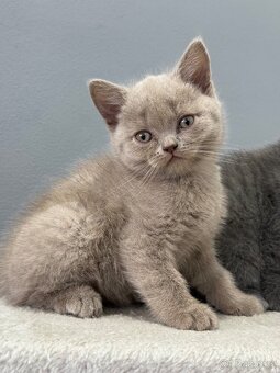 Na prodej roztomilá britská koťátka🐾 - 4