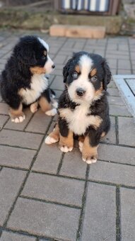 Šťěňata Bernský salašnický pes bez Pp - 4