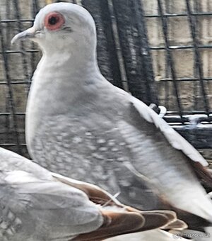 Holoubek diamantový - 4