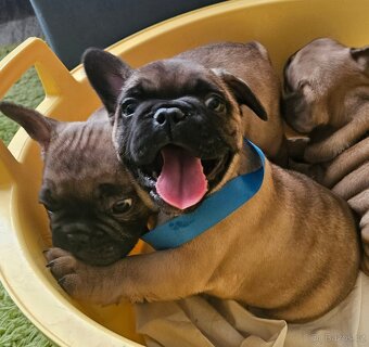 Francouzský buldoček - 4