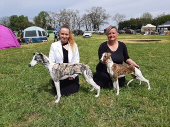 Nabídka krytí - whippet samec s PP, chovný vipet - 4
