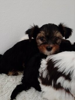 Jorkšírský teriér - 4