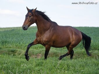 Valach P.R.E – prodej - 4