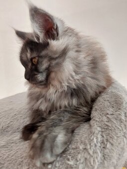 MAINE COON - Mainská mývalia s PP - 4